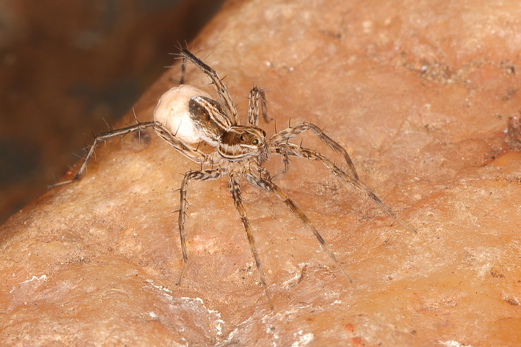 Trabea heteroculata