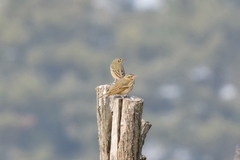 Anthus hodgsoni