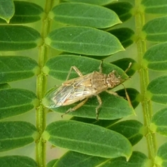 Liorhyssus