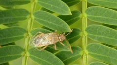 Liorhyssus