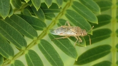Liorhyssus