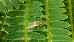Liorhyssus