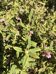 Thomasia petalocalyx