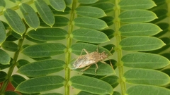 Liorhyssus