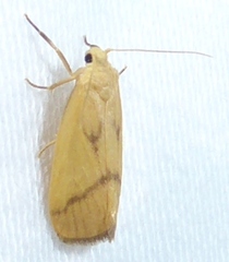 Notata parva