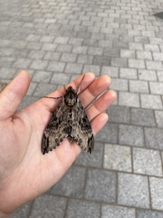 Psilogramma discistriga