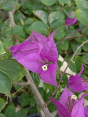 Bougainvillea glabra