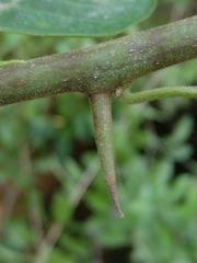 Bougainvillea glabra