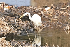 Ardea alba