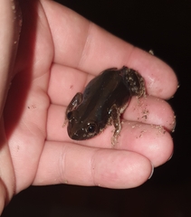 Kassina senegalensis