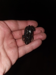 Kassina senegalensis