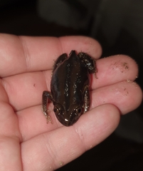 Kassina senegalensis