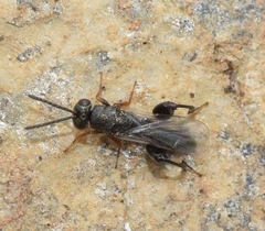 Chalcididae