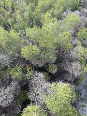 Petrophile multisecta