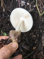 Volvariella volvacea