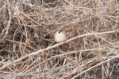Passer montanus