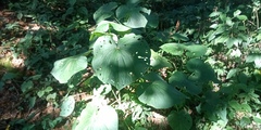 Piper umbellatum