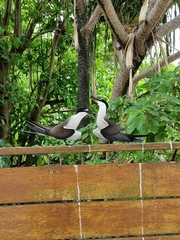 Onychoprion anaethetus