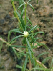 Portulaca grandiflora