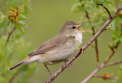 Acrocephalus dumetorum