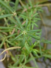 Portulaca grandiflora