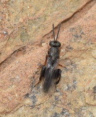 Chalcididae