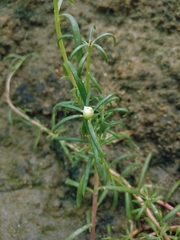 Portulaca grandiflora