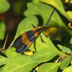 Calopteron reticulatum