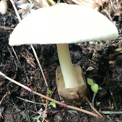 Volvariella volvacea