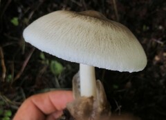 Volvariella volvacea