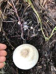 Volvariella volvacea