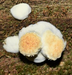 Hypocreaceae