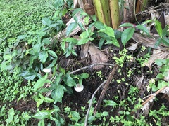 Volvariella volvacea