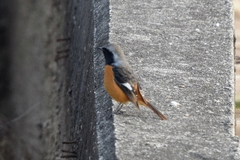 Phoenicurus auroreus