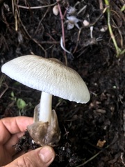 Volvariella volvacea