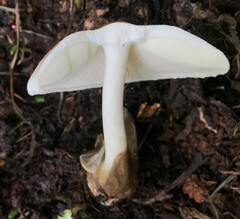 Volvariella volvacea