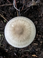 Volvariella volvacea