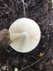 Volvariella volvacea