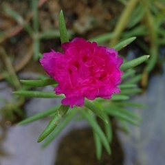 Portulaca grandiflora