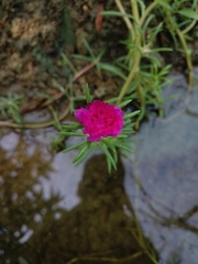 Portulaca grandiflora