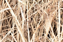 Sinosuthora webbiana