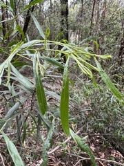 Acacia leprosa uninervia