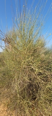 Vachellia tortilis