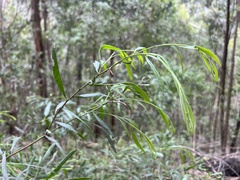 Acacia leprosa uninervia