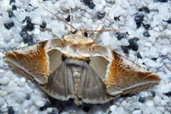 Habrosyne pyritoides