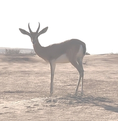 Gazella dorcas