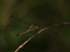 Cratilla lineata