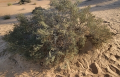 Caroxylon imbricatum
