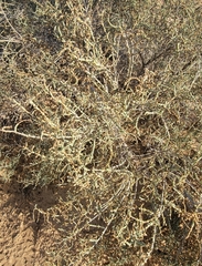 Caroxylon imbricatum