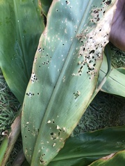 Brachycyttarus griseus